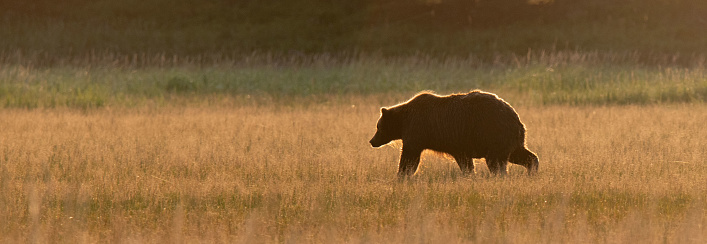 Brown bear waling across the meadow into the setting sun, outlined in golden light at sunset in Lake Clark National Park.