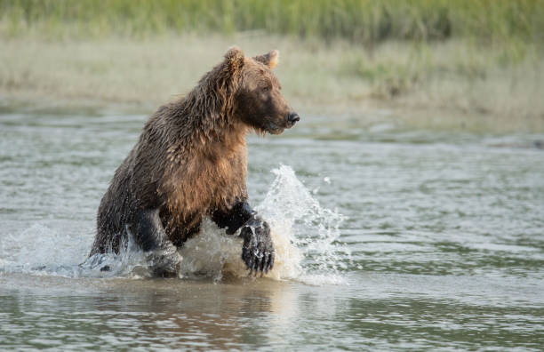 istock Alaskan brown bear splashing upstream chasing salmon. 1478783863