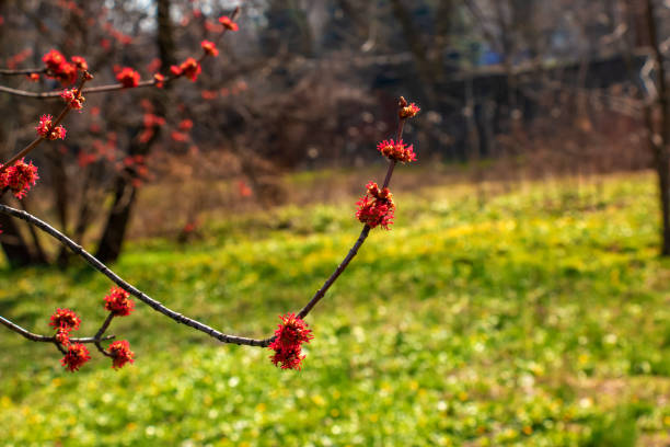 Close up view of emerging flower blossoms on a red maple tree acer rubrum in spring