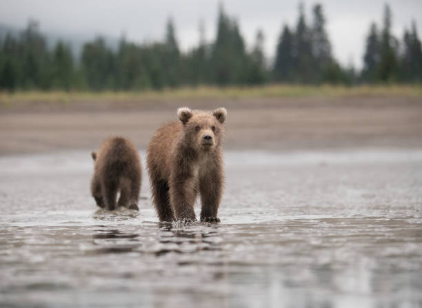 istock Brown bear cub looking at something interesting on the mud flats in Alaska with its sibling in the background. 1478783942