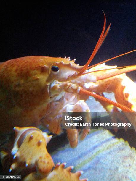 Larry The Lobster Who Else Stock Photo - Download Image Now - Animal, Animal Wildlife, Aquarium