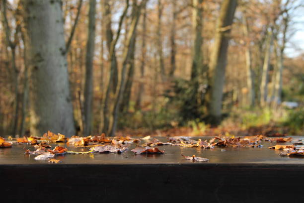 table with forest in autumn in the background