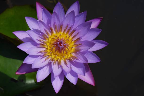 istock Blue Lotus flower close up 1478786365