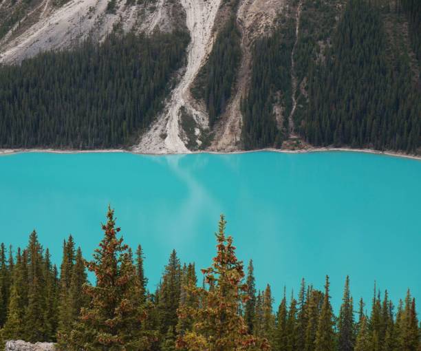 istock Aqua blue Peyto Lake 1478786388