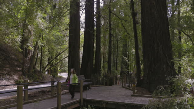 4k footage of Woman contemplating Redwoods in Pfeiffer Big Sur State Park, California
