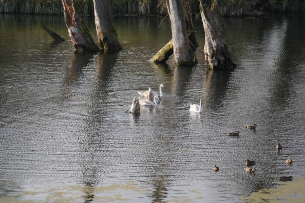 istock swan, duck or cormorant at danube river 1478789049