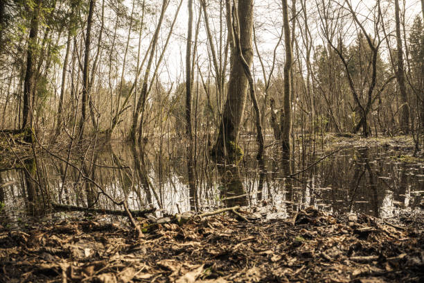 istock the forest river flooded the trees in early spring after the snow melted 1478789633