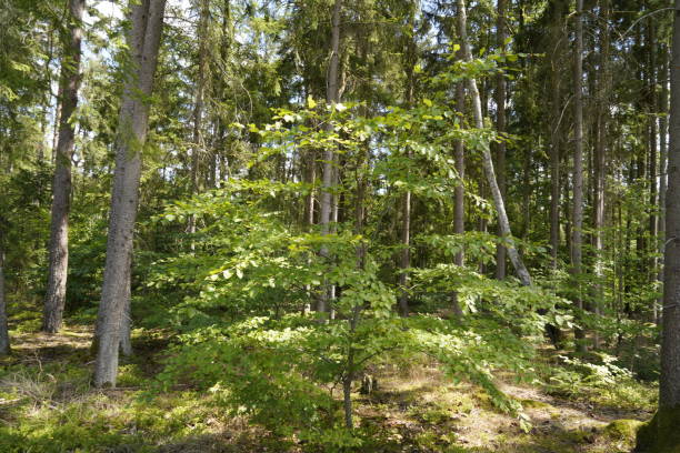 istock Forest dieback due to climate change, drought and storms and deforestation 1478789660
