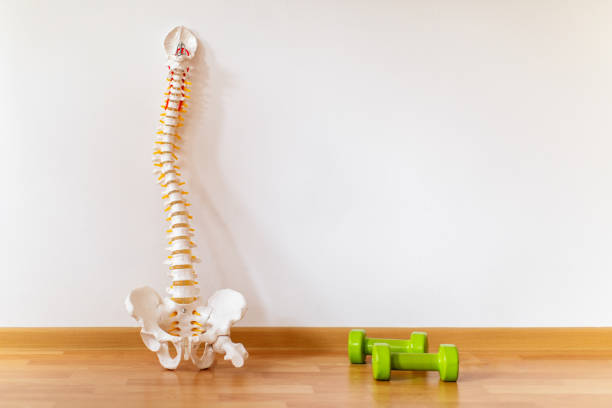 Spines model with scoliosis set on floor next to weights ready for exercise. \nThis photo is part of big series of footages and photos which includes every step for scoliosis problem from recognizing and analyzing to exercising and condition improvement