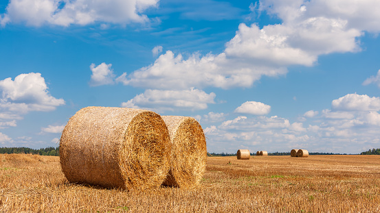 Haystacks. The farm with the sky. Countryside on farmland. Straw in the meadow. Yellow-gold wheat crop in summer. Rural natural landscape. Grain harvest, harvesting.
