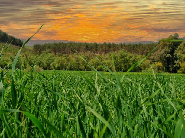 istock Wheat crop field in a beautiful sunset 1478793276