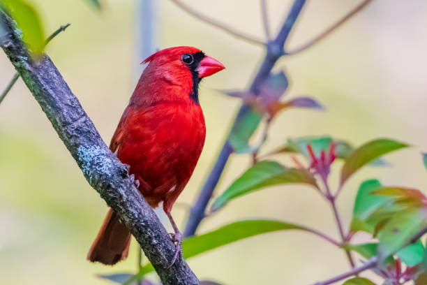 istock Male cardinal on tree branch 1478793560