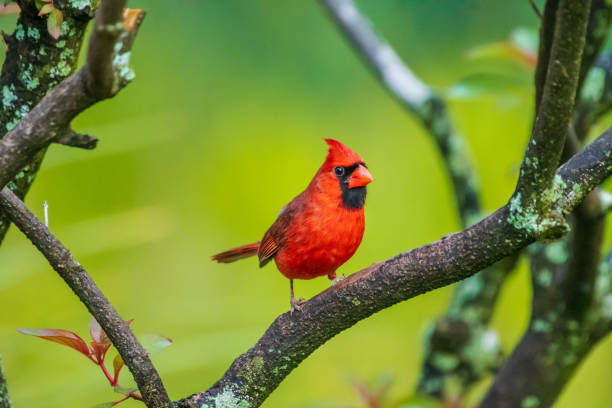 istock Male cardinal on branch 1478793655