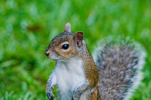 Portrait of a grey squirrel