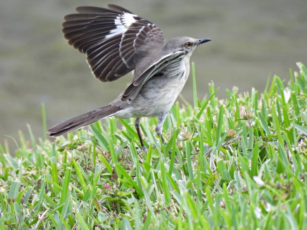 istock Northern Mockingbird (Mimus polyglottos) -in the grass with spread wings 1478794302