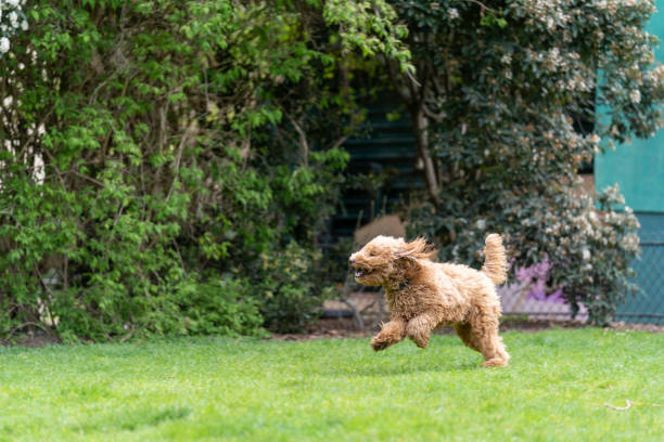 istock Dogs at the park 1478795111