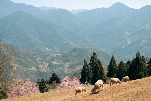 Cingjing Farm with sheep at spring in Nantou county, Taiwan