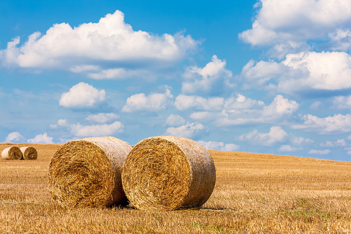 view of hay bales in summer. view of hay stacks. Agriculture. Field after harvest with hay rolls. Landscape with farm land, straw and meadow. Grain crop, harvesting yellow wheat