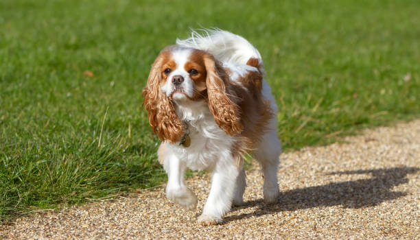 9,900+ King Charles Spaniel Stock Photos, Pictures & Royalty-Free ...