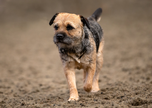 Cute Border Terrier dog puppy