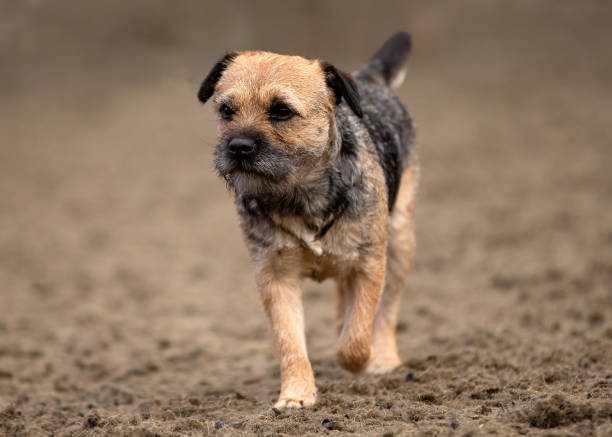Border Terrier Cute Border Terrier dog puppy border terrier stock pictures, royalty-free photos & images