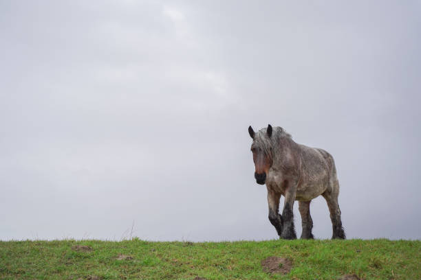 istock A soaking draft horse walking on a Dutch dike 1478801578
