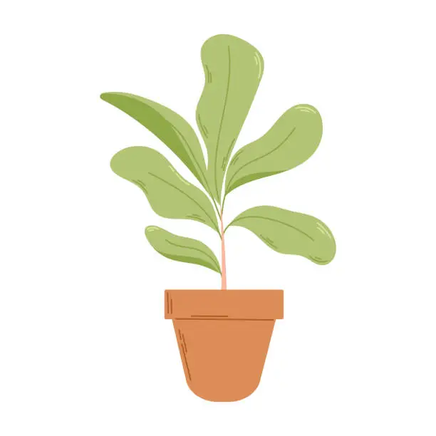 Vector illustration of Ficus with lush foliage in a pot. Vector flat illustration of a home potted plant.