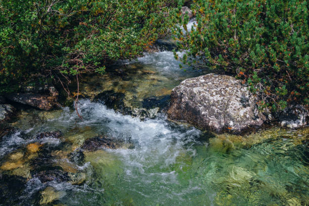 Summer landscape - close up mountain river in a forest - crystal pure water, rocks and lush foliage.