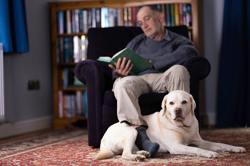 Caucasian man in his 60s reading a book in his study with his faithful dog by his side. Focus on dog.