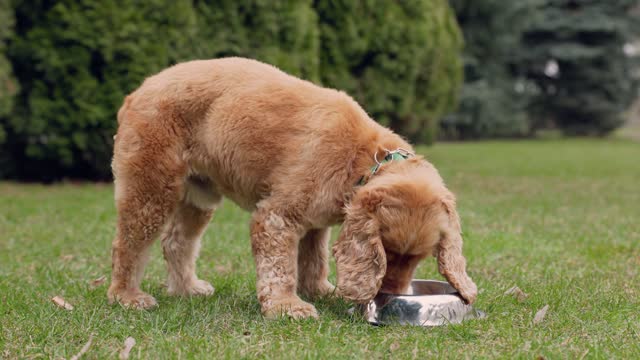Ginger Dog English Cocker Spaniel Eats Canine Food From Metal Bowl Outdoors