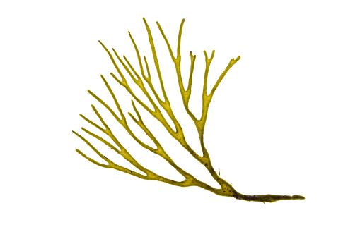 Velvet horn codium tomentosum or spongeweed green alga branch isolated on white.