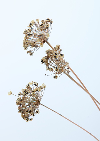 Dried ornamental onion flower