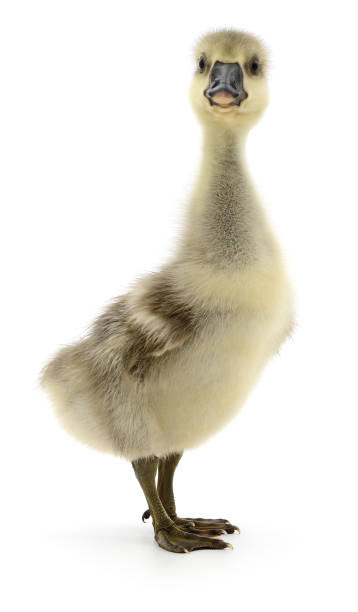 istock Little gosling isolated. 1478810119
