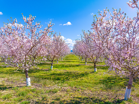Beautiful almond garden, rows of blooming almond trees orchard in a kibbutz in Northern Israel, Galilee in February, Tu Bishvat Jewish holiday