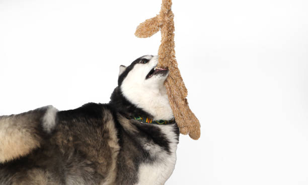 istock A black Siberian Husky boy is playing with a toy on a white background 1478810976