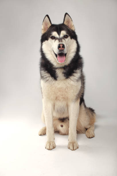 istock A black Siberian Husky boy is sitting on a white background 1478810984