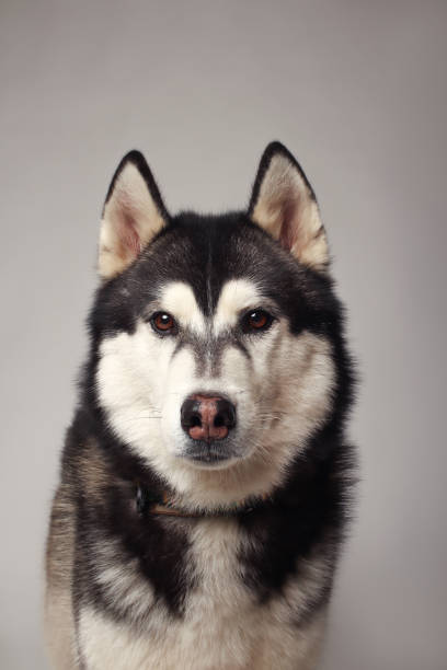 istock A black Siberian Husky boy is sitting on a white background. Portrait 1478811030