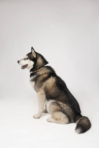 istock A black Siberian Husky boy is sitting on a white background 1478811035