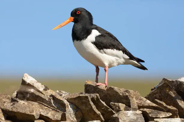 Oystercatcher, Scientific name: Haematopus Ostralegus.  Close up of an adult Oystercatcher in Springtime, stood on drystone walling in the Yorkshire Dales, facing left.  Space for copy. Horizontal.