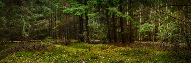 deep pine forest. picturesque widescreen panoramic side view of dense mossy woodland. format 15x3