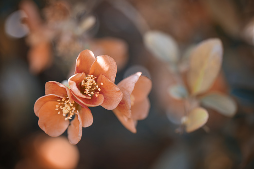 Quince flowers. Spring. Pastel flowers on wild blooming trees. Spring gardens with blooming trees and bushes. Spring garden. Pastel tones. Artistic photos of flowers. Fresh flowers. Floral background.