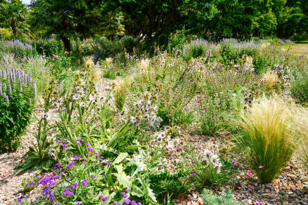 istock View of a plants in a flower bed 1478819401