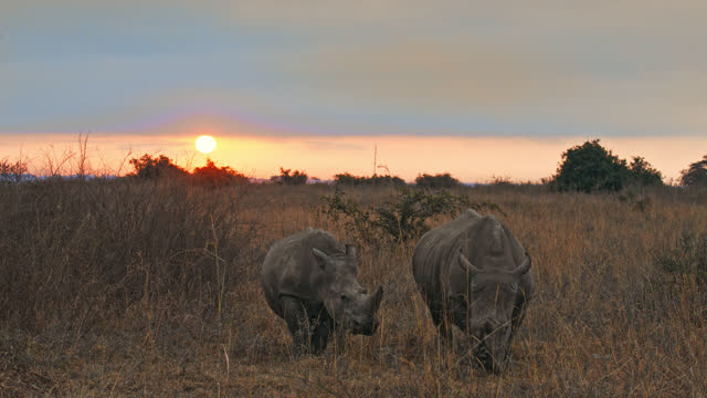 LS Rhinoceroses grazing through their natural habitat in Nairobi National Park at sunset