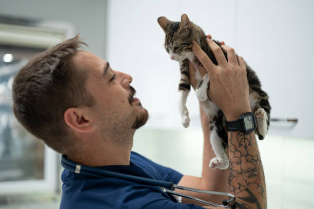 istock A young male vet holding a kitten 1478821148