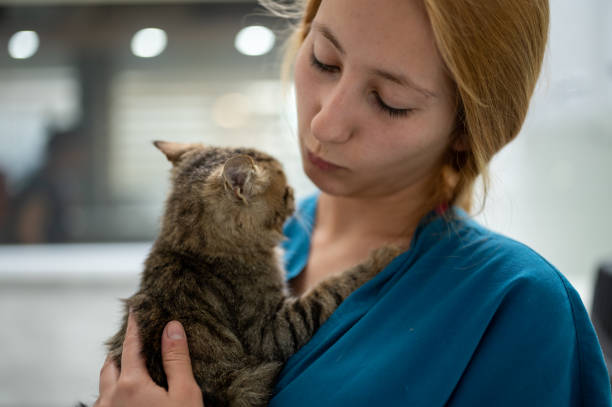 istock A young female vet holding a kitten 1478821175