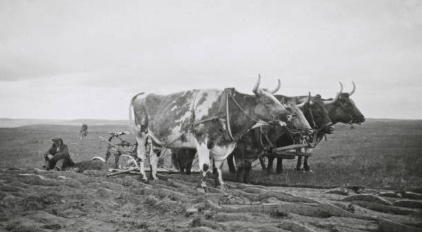 Farmer Ploughing Field with Large Oxen Team by the Town of Beechy in Saskatchewan, Canada  - 1926 Beechy, Saskatchewan, Canada - 1926. Farmer ploughing his field with a large oxen team by the town of Beechy in Saskatchewan, Canada. Vintage photograph ca. 1926. 1926 stock pictures, royalty-free photos & images