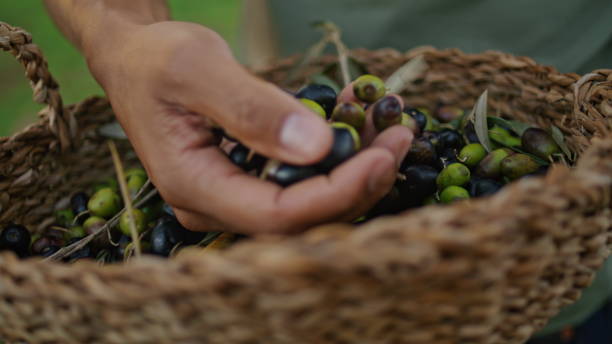 istock Man palm holding olives wicker basket outdoors close up. Farmer checking plants 1478821725