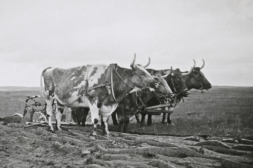 A large oxen team ploughing a field by the town of Beechy in Saskatchewan, Canada. Vintage photograph ca. 1926.