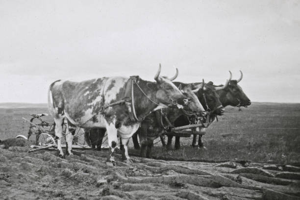 Large Oxen Team Ploughing a Field by the Town of Beechy in Saskatchewan, Canada  - 1926 A large oxen team ploughing a field by the town of Beechy in Saskatchewan, Canada. Vintage photograph ca. 1926. 1926 stock pictures, royalty-free photos & images