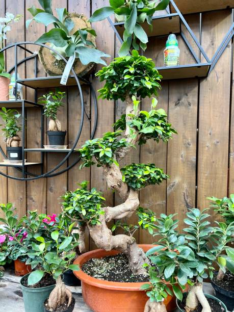 istock Ligustrum Bonsai on shelf with ficus bonsai 1478822112
